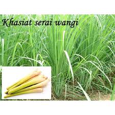 Serai wangi merupakan sumber minyak esensial yang dikenal dengan minyak citronella. Ready Stok Benih Serai Wangi Shopee Malaysia