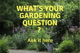 Corn gluten meal for weed control?