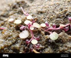 Image result for Utricularia striatula