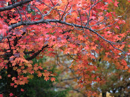 Together, the maple leaf five created the most successful era in program history from 1988 to 1995: Florida Flame Red Maple Tree Just Fruits And Exotics