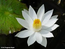 Image result for Nymphaea lotus