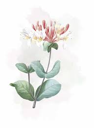 Robert heinlein was a classic american science fiction author. Victorian Flowers And Their Meaning The Smell Of Roses The Smell Of Roses
