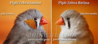 Burung kenari yang dalam bahasa latinnya disebut serinus canaria. Panduan Praktis Penangkaran Burung Pipit Zebra Om Kicau