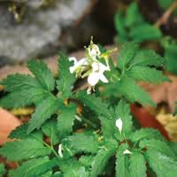 Image result for Cardamine