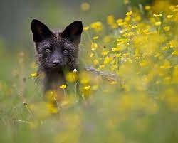Black Silver Fox Fox Pictures Fox Fox 45