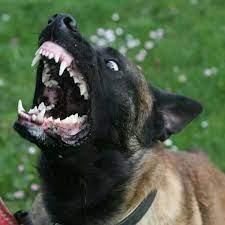 Though with careful training and socialization it is possible for them to become loyal family members. Belgian Malinois Maligator Belgian Malinois Dog Malinois Dog Belgium Malinois