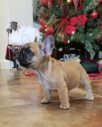 French bulldog club of nsw (frequently asked for sale beautiful brindle french bull dog puppies they are dark brindle in colour as per all of our puppies come with; Houston French Bulldogs Home Facebook