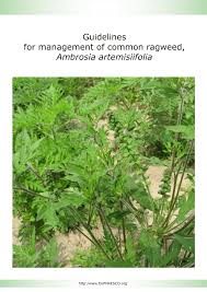 The medication in short ragweed can be sold under different names. Pdf Guidelines For Management Of Common Ragweed Ambrosia Artemisiifolia Http Www Euphresco Org