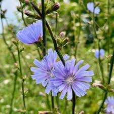 Image result for Cichorium intybus