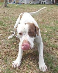 The brittany is a highly playful breed. Brittany Spaniel German Shorthaired Pointer Mix Google Search German Shorthaired Pointer Brittany Spaniel Spaniel