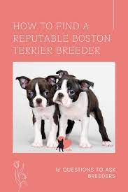 Finding A Reputable Boston Terrier Breeder 16 Questions To Ask In 2020 Boston Terrier Breeders Boston Terrier Terrier