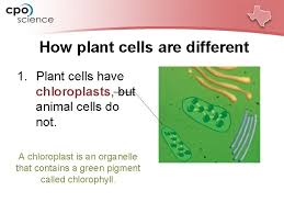 Maybe you would like to learn more about one of these? Chapter Four Cell Structure And Function Lesson 4