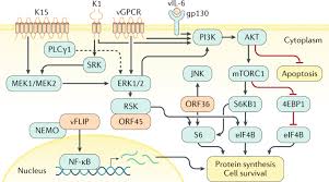 Si ya es hora de que renueves tu calzado favorito y aún no sabes qué estilo o marca elegir, descubre la amplia variedad que paris.cl tiene para ti. Kaposi Sarcoma Nature Reviews Disease Primers