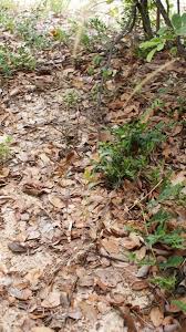 Image result for Perotis patens