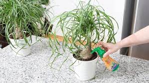 Care of this plant is generally simple; How To Grow Ponytail Palms Miracle Gro