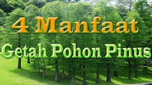 Informasi wisata hutan pinus limpakuwus dari rute perjalanan, harga tiket masuk dan tips jika kamu berkunjung kesini. Apa Itu Pohon Pinus Virginia Ketahui Mengenai Pohon Pinus Virginia Di Lanskap Taman Taman Sanne