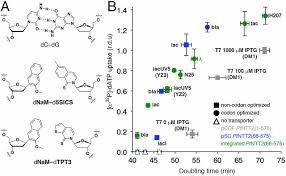 How many letters does dna have? A Semisynthetic Organism Engineered For The Stable Expansion Of The Genetic Alphabet Pnas