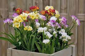 How To Plant A Freesia At Home How To Store Freesia Bulbs