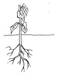 An Adventitious Root System By Openstax Jobilize