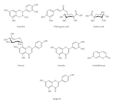 Image result for Triumfetta welwitschii