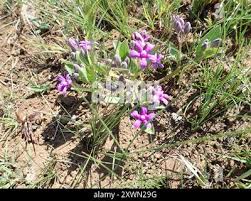 Image result for Raphionacme hirsuta