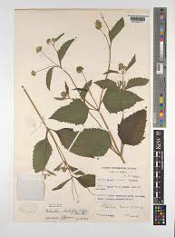 Image result for Lipotriche