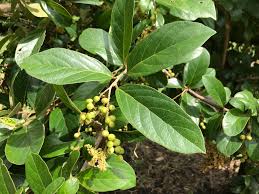 Image result for Antidesma