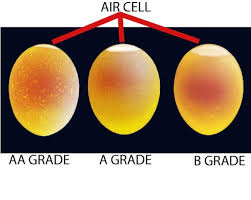 egg producers department of agriculture inspection and