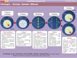En estas etapas no hay reposo, por el contrario tiene lugar una intensa actividad metabólica. Biologia 11Âº