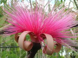 Image result for Pseudobombax