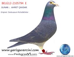 Yaris Guvercini