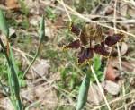 Image result for Ferraria glutinosa