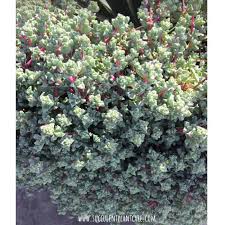The ice plant is not called an ice plant because it is cold hardy also know, how fast does ice plant spread? Oscularia Deltoides Pink Ice Plant Care And Propagation Succulent Plant Care