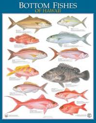 division of aquatic resources education