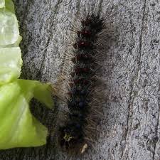 The gypsy moth caterpillar has five pairs of bluish warts followed by six rows of red warts running down the length of its back; Gypsy Moth Caterpillars In Sutton Massachusetts