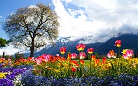 You can also upload and share your favorite spring wallpapers 1920x1080. Beautiful Spring High Resolution Nature Wallpaper