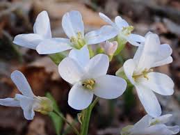 Image result for Cardamine