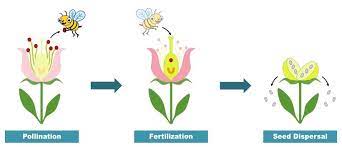 We did not find results for: Plant Reproduction Bioninja
