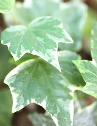 Image result for Hedera