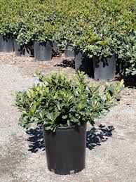 Image result for Hippocratea indica