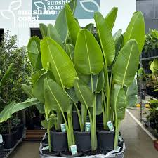 Image result for Ravenala madagascariensis