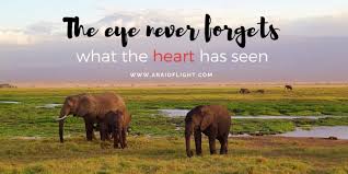 Important quotes from water for elephants. 200 African Quotes African Proverbs Inspired By Africa
