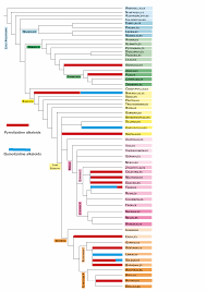 Image result for Dichilus reflexus