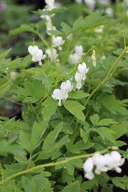 Image result for Dicentra spectabilis alba