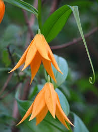 Image result for Littonia modesta