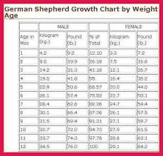 german shepherd weight chart sop examples