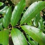 Image result for Embelia xylocarpa