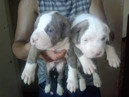 Obedience training for pit bull puppies. Pitbull Puppies For Sale In Newark New Jersey Classified Americanlisted Com