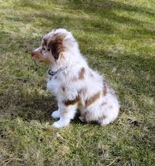 Instagram Anika Jake Sch Instagramanika Jakesch Cute Dogs And Puppies Aussie Puppies Puppies
