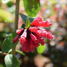 Solanaceae, tanımı belirsiz bir bitki anlamına gelen yunanca'dan türetilmiştir. Cestrum Elegans Paddock Plants Buy Online Uk